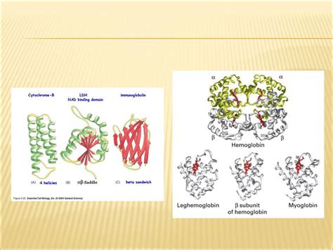 Packet 9 Amino Acids And Protiens Ppt Download