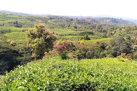 Fakta Kebun Teh Kayu Aro