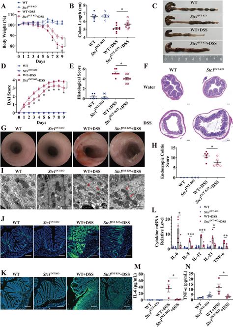 Stc Deficiency Alleviates Dssinduced Acute Murine Colitis A Body