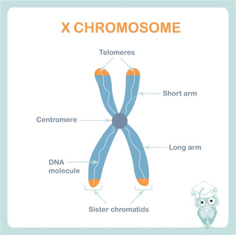 Chromosome Vector Hd Images X Chromosome Sheme Biology Blue