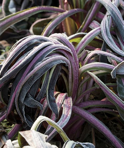 Storia Del Radicchio Rosso Di Treviso Tardivo Azienda Agricola Dolce