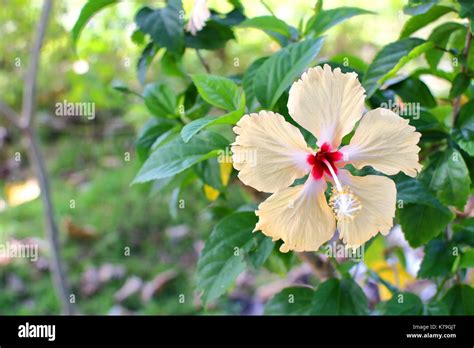 Hibiscus Sprout Hi Res Stock Photography And Images Alamy