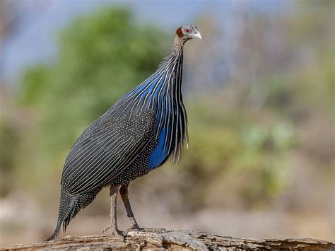 Guinea Fowl Sounds