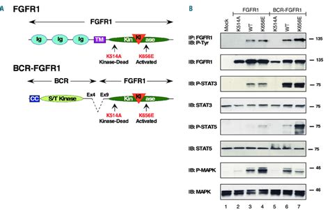 Cell Signaling Activated By BCR FGFR1 A Schematic Of FGFR1 And