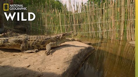 Wild Crocodiles in Cambodia | Wild Monsoon - YouTube