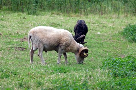 Black Sheep And White Sheep Free Stock Photo Public Domain Pictures