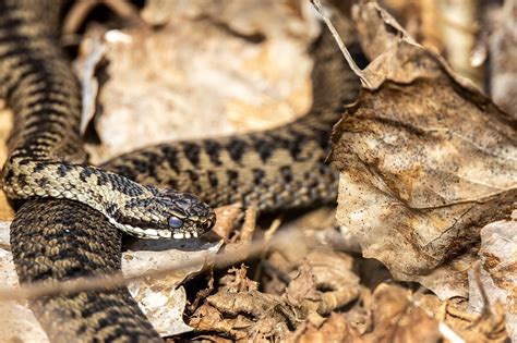 Differenza Vipera Biscia Biacco Orbettino Aspetto Greenme