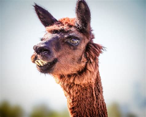 Alpaca Domesticated Species Of The South American Camelid Stock Photo