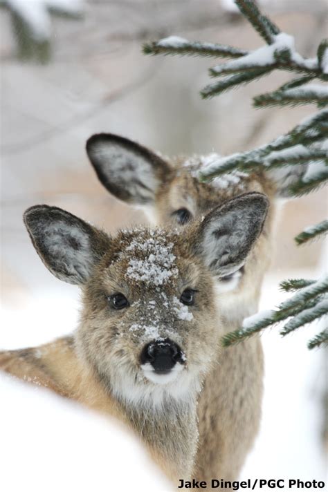 Pennsylvania State Animal | White-tailed Deer