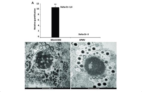 The Replication Of Zamilon In Acanthamoeba Castellanii Co Infected Download Scientific