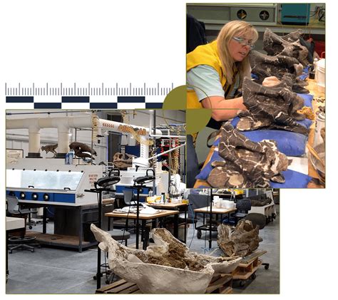 Fossil Preparation Courses - Judith River Dinosaur Institute