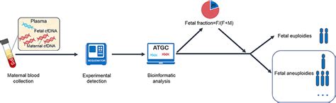 Frontiers Factors Affecting The Fetal Fraction In Noninvasive