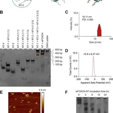 Characterization Of Self Assembled Sifoxo Nt A A Schematic