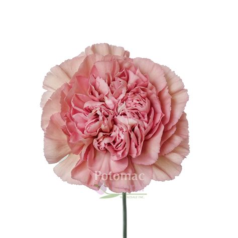 Carnation Novelty Pink Antique Lege Marrone Pink Potomac Floral