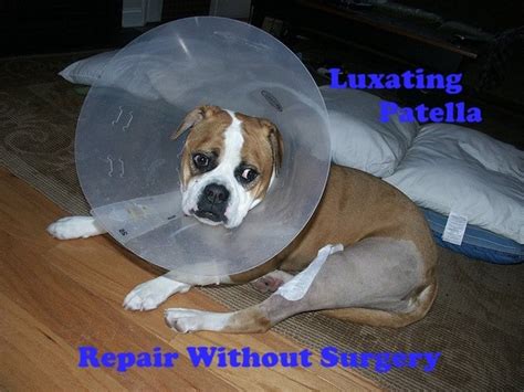 How To Fix A Dogs Luxating Patella Bad Knee Without Surgery Pethelpful