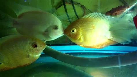 red shivram fish  yellow shivam fish youtube