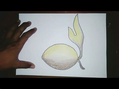 mudah menggambar tunas kelapa pramuka  warna