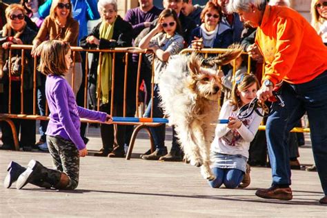 Las Fiestas En Honor A Sant Antoni Abat Culminaron Ayer Su Programaci N