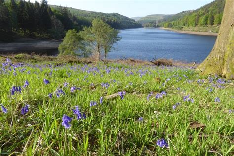 Bluebells Beside Derwent Reservoir Philip Halling Cc By Sa