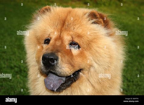 Chow Chow Portrait Dog Stock Photo Alamy