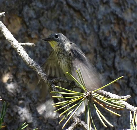 Yellow Rumped Warbler Juvenile Setophaga Coronata Flickr