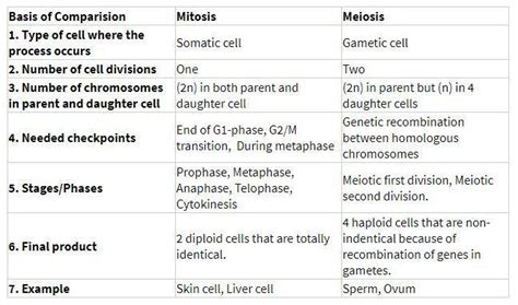 Mitosis Vs. Meiosis Table