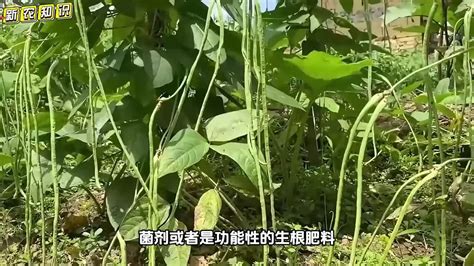 豆角到了结荚期，记住做好3件事，开花结荚就会连续不断 Youtube