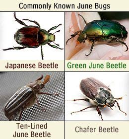 Interesting Facts About June Bugs June Bug Fun Facts Bugs