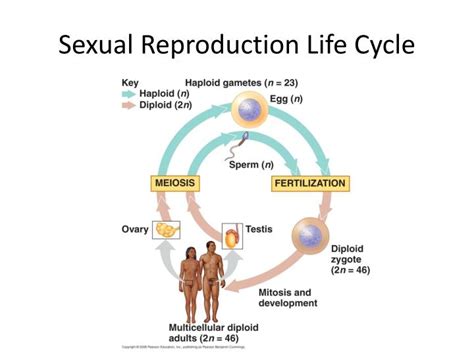 Ppt Ap Bio Thursday 31512 Sexual Reproduction And Meiosis Powerpoint Presentation Id4088799