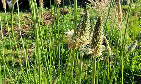 Creating Garden Ecosystems – Mark Laurence's Blog