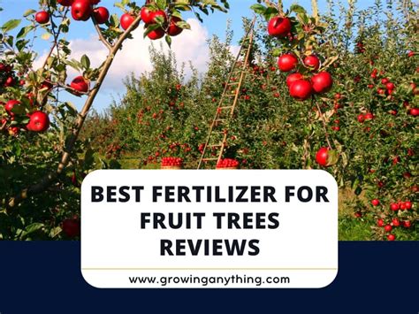 Top 15 Best Fertilizer For Fruit Trees Reviews 2024