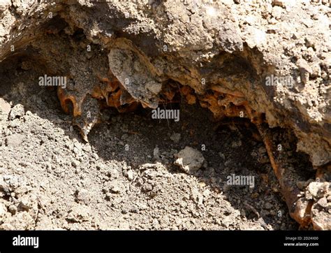 Human Skulls And Bones Are Seen Inside A Mass Grave On An Army Base