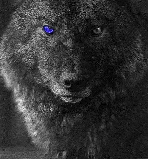 Black Wolves With Blue Eyes Wallpapers free download