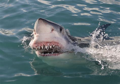 Australian Surfer Ben Gerring Dies In Hospital Three Days After Shark