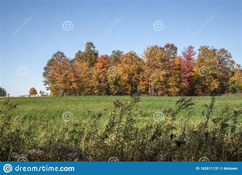 Ohio fall tree colors stock image. Image of green, bright - 162611131