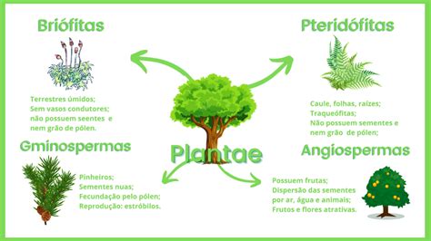 Mapa Mental Sobre Reino Plantae Mapa Garden