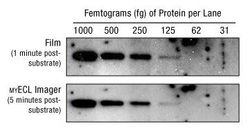 ECL Western Blot Substrates Thermo Fisher Scientific JP