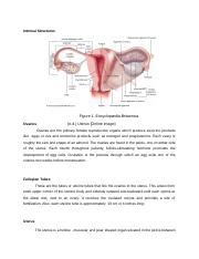 Female Reproductive System Anaphy Docx Internal Structures Figure