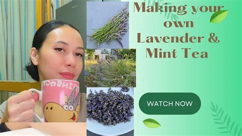 How To Make Lavender Tea From Fresh Lavender And Mint Health Benefits