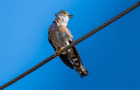 29,055+ Best Free Cuckoo bird Stock Photos & Images · 100% Royalty-Free ...