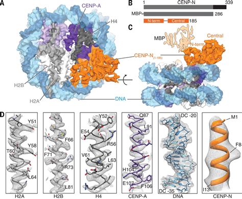 Structural Mechanisms Of Centromeric Nucleosome Recognition By The