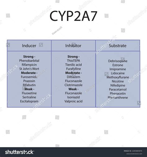 Cytochrome Cyp A Table Of Inhibitors Inducers Royalty Free Stock