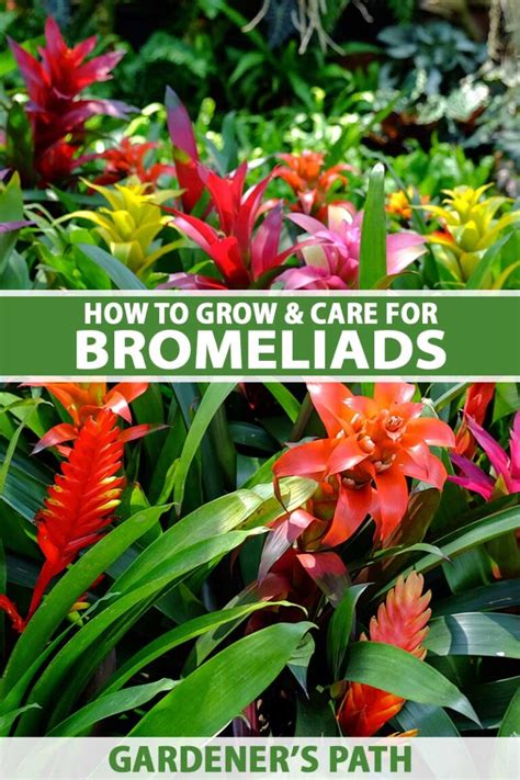 How To Grow And Care For Bromeliads Indoors Gardeners Path