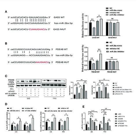 Long Non Coding Rna Growth Arrest Specific 5 Gas5 Regulates