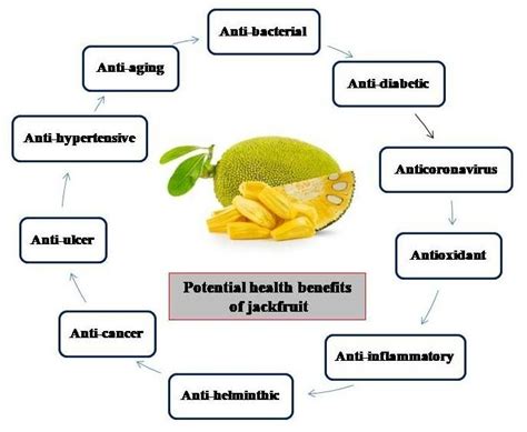 Summary Of The Potential Health Benefits Of Jackfruit Artocarpus Download Scientific Diagram