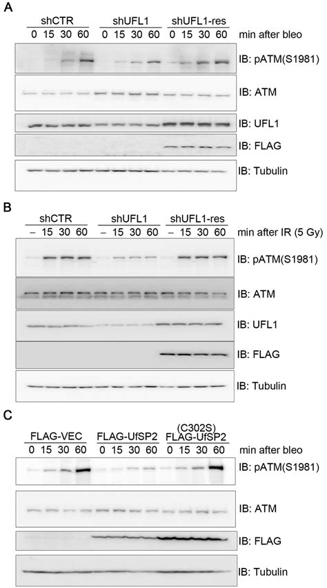 Defective Ufmylation Compromises Optimal Atm Activation Upon Dna