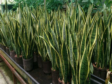 Plantas Que Absorben El Calor De Tu Hogar