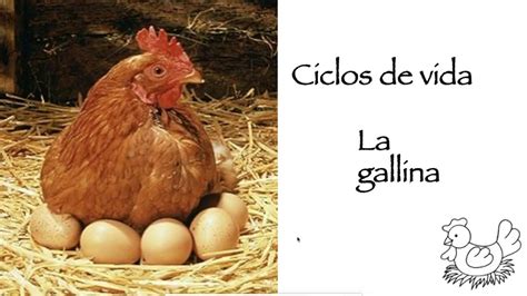 Ciclos De Vida La Gallina Youtube