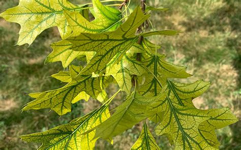 Yellow Leaves Blog - Good's Tree and Lawn Care