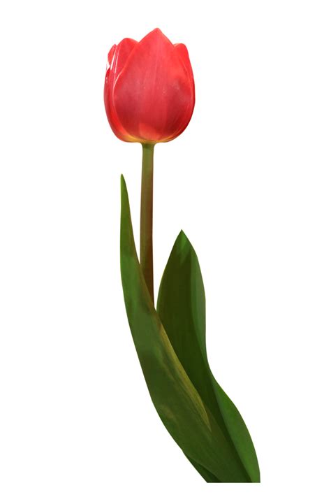 Red Tulips On Transparent Background 19988497 PNG